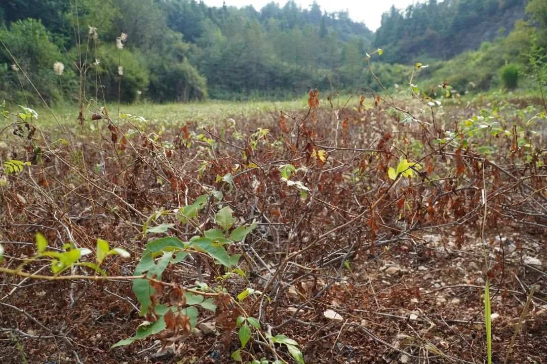三家馆乡垕王村莓茶种植基地是受旱灾比较严重的地方，部分茶园出现叶片变色、焦枯、脱落、枝条干枯的情况。解雯惠 摄