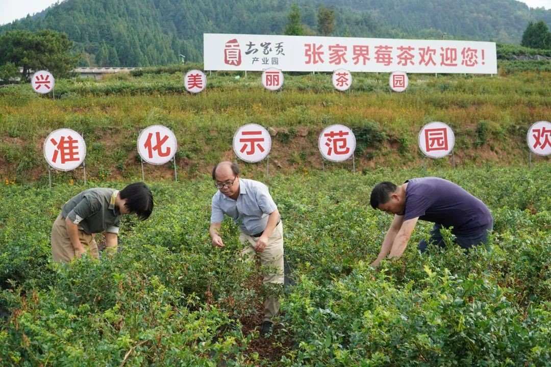 永定区农业农村局工作人员查看莓茶的受灾情况并指导茶农科学抗旱保苗。解雯惠 摄