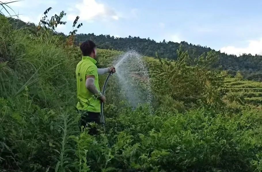 张家界神州界农业产业开发有限公司购置抗旱物资抽水上山灌溉。解雯惠 摄