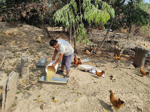 崀井山村脱贫户朱南正在给土鸡投喂玉米。受访单位供图
