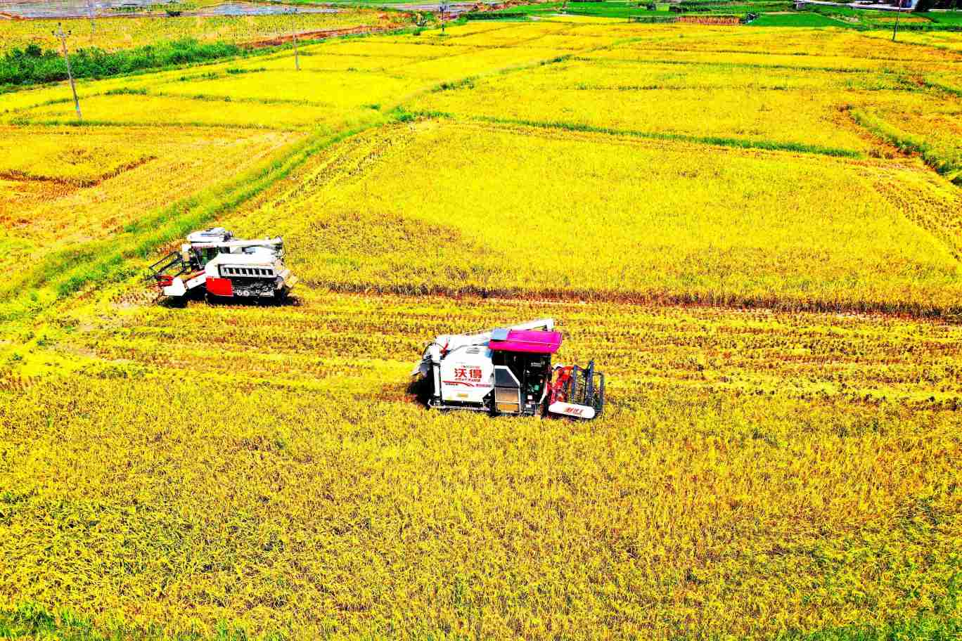 合作社社员在收割早稻。企业供图