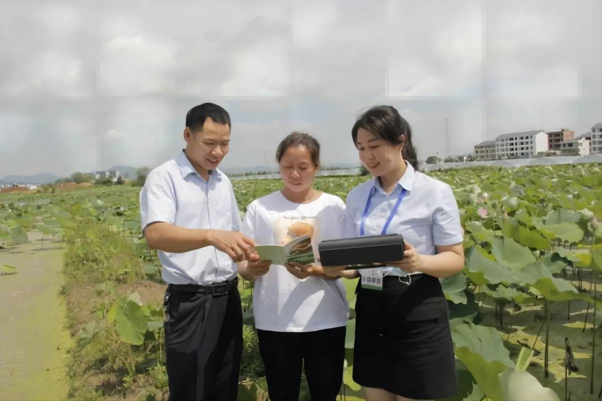 在邮储银行的支持下，杨大姐成了当地有名的种莲能手。企业供图