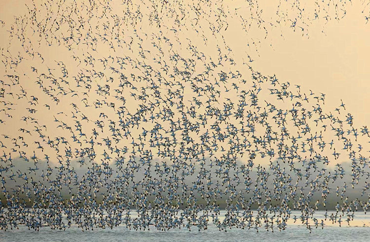 近5年來，來洞庭湖越冬的鳥類逐年增多。湖南東洞庭湖國家級自然保護區管理局供圖