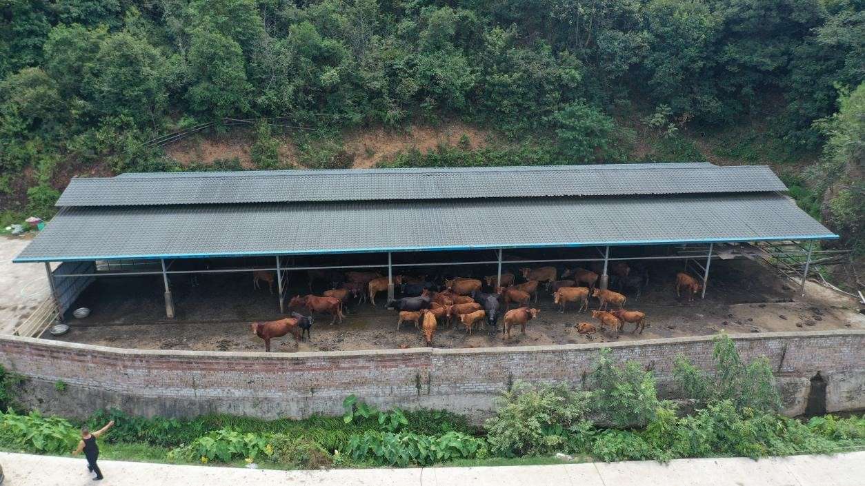 養牛場是赤灘村重點培育的經濟增長點。李金攝