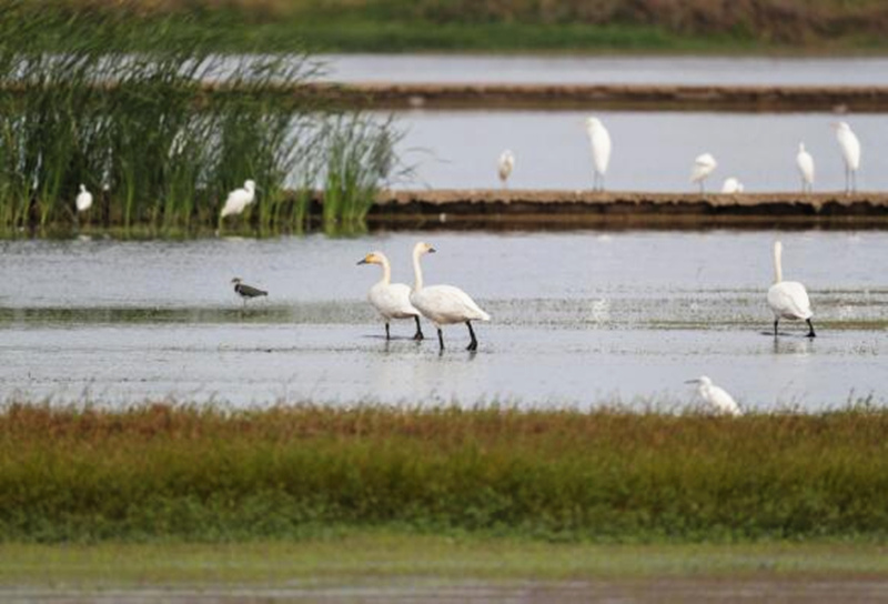 小天鹅和白鹭在湿地边停留。周洋摄