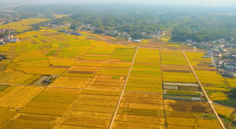 丰收的千亩水稻连成片。受访单位供图