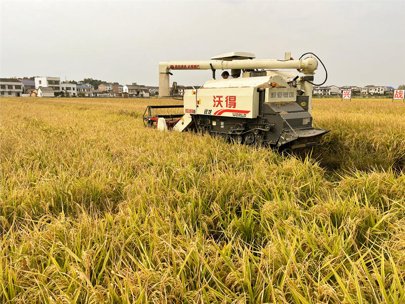 收割机在田里进行稻谷收割。林洛頫摄