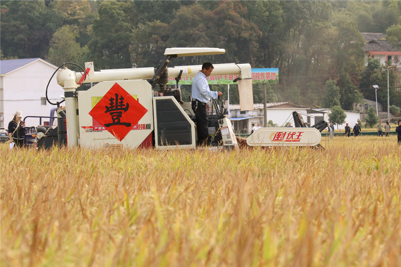 收割机在田里进行稻谷收割。林洛頫摄