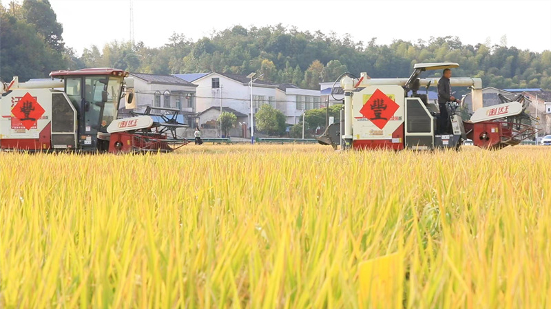 收割机在田里进行稻谷收割。受访单位供图