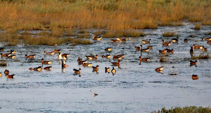成群的鸟儿沐浴秋日暖阳。周自然摄