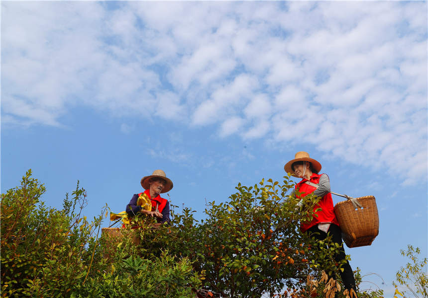 11月6日，在湖南省衡阳市衡东县高湖镇，当地村民在采摘油茶果。曹正平摄