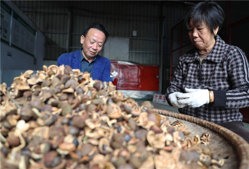 在湖南省衡阳市衡东县荣桓镇，当地村民在分拣油茶籽。曹正平摄
