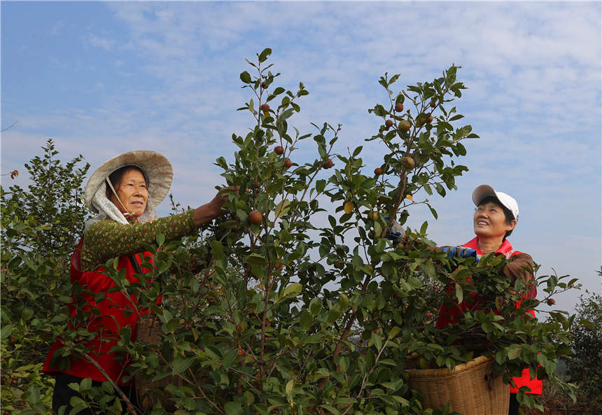 在湖南省衡阳市衡东县高湖镇，当地村民在采摘油茶果。曹正平摄