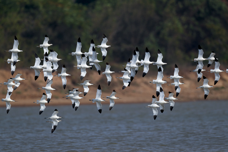 湖南岳阳：大批小天鹅聚集栖息屈原东古湖。周洋摄