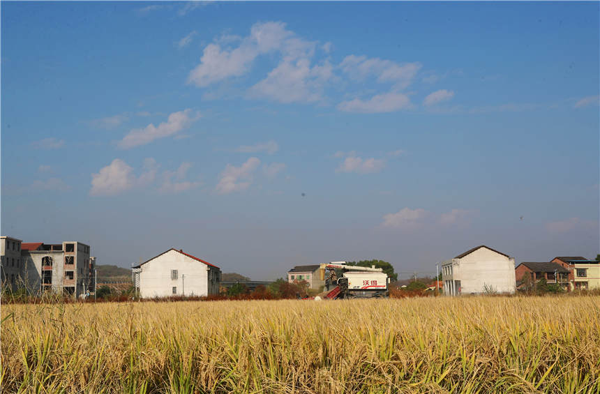 11月8日，在湖南省衡陽市衡陽縣西渡鎮，農機手駕駛農機在收割晚稻。曹正平攝