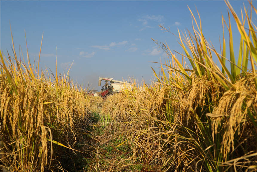 農機手駕駛農機在收割晚稻。曹正平攝