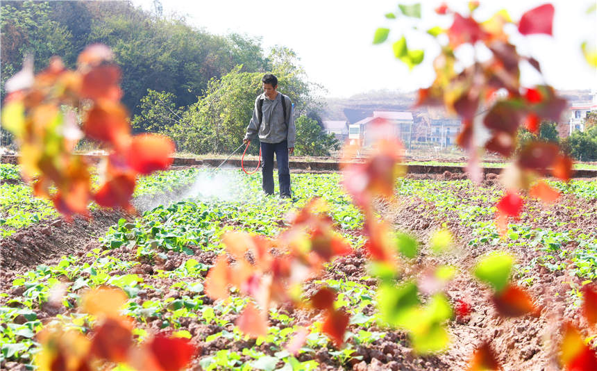 在湖南省衡阳市衡阳县西渡镇，当地村民在地里劳作管护油菜。曹正平摄