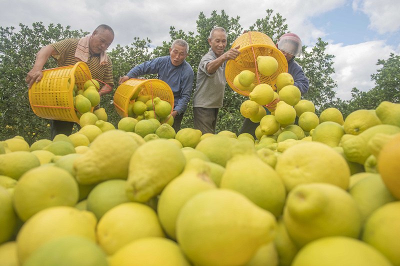 村民们在收获柚子。蒋克青摄