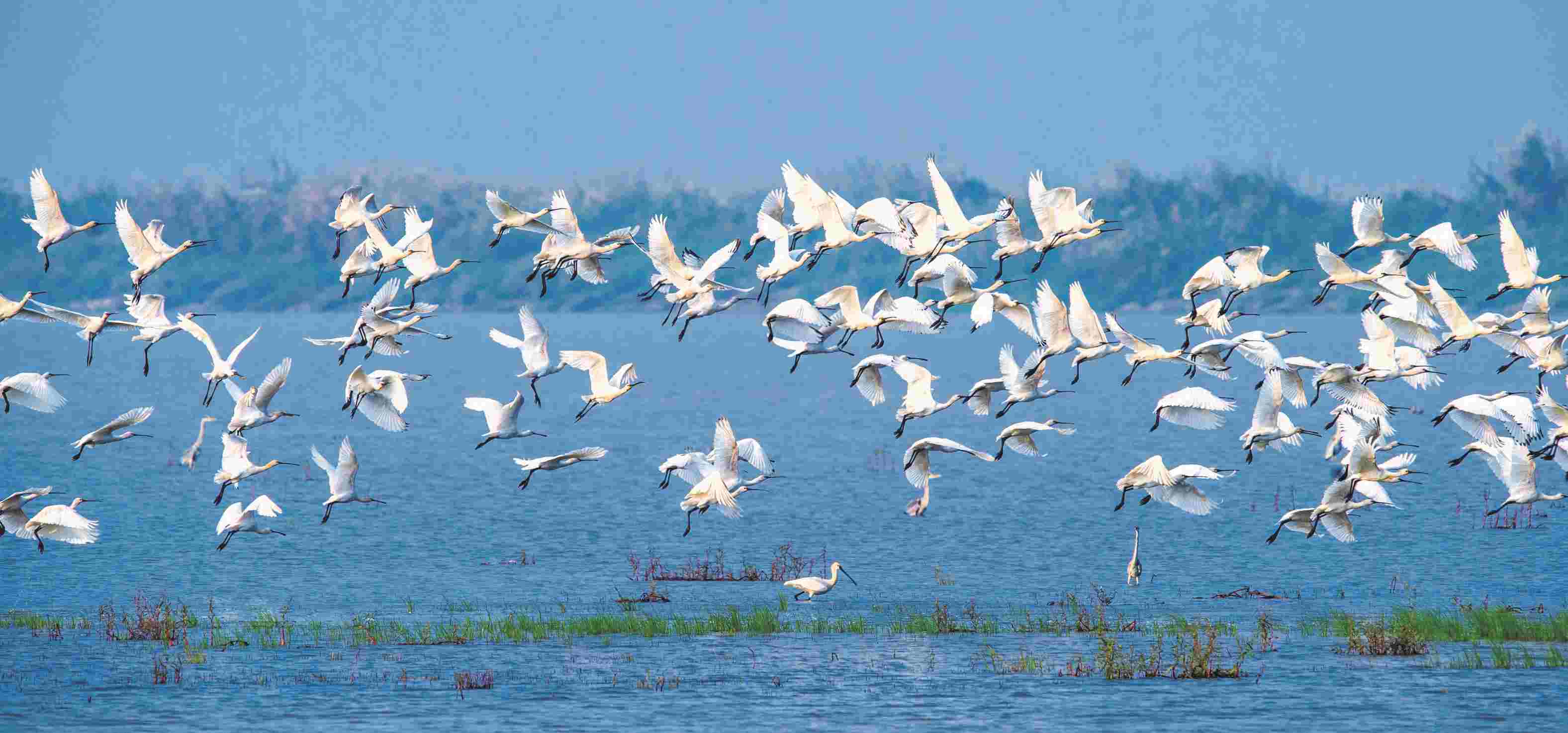 横岭湖湿地保护区百鸟翔集。湘阴县摄影家协会供图