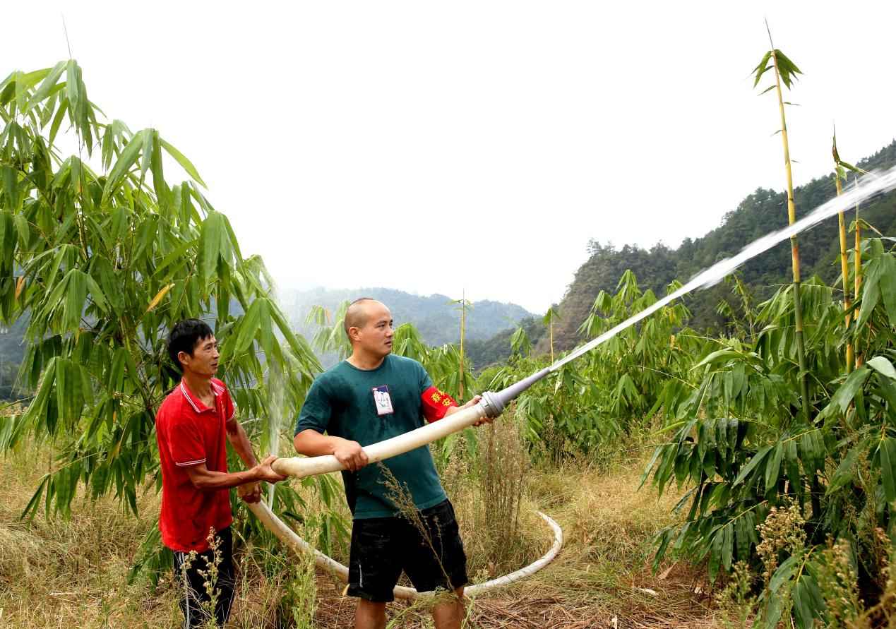 瞿小华（右一）在麻竹产业基地抗旱。刘科摄