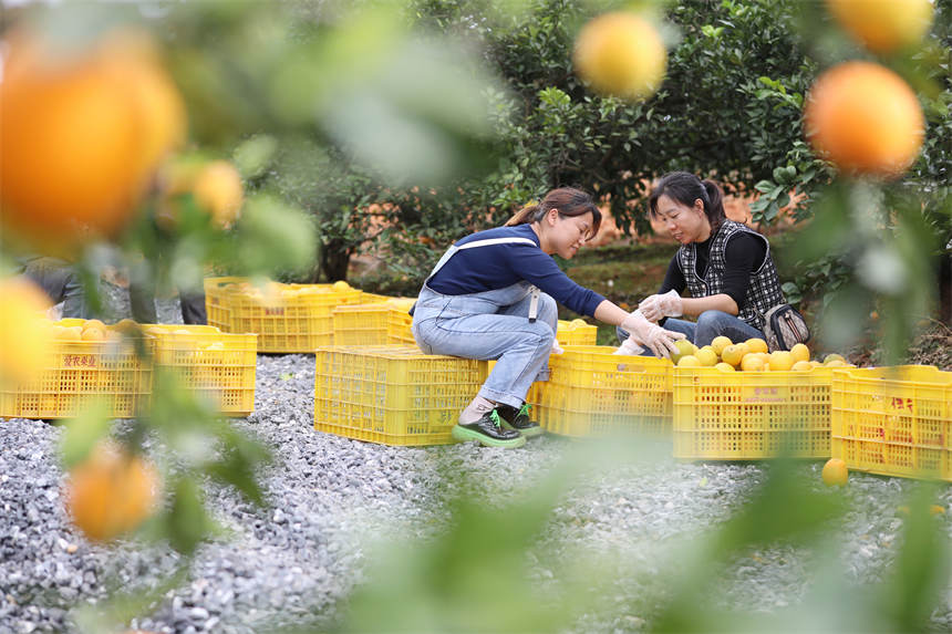 湖南省永州市道縣上關街道向陽村，果農在分揀臍橙。何紅福攝