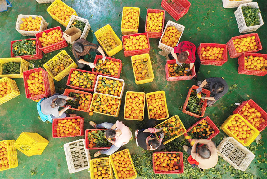 湖南省永州市道县上关街道向阳村选洗果车间，果农在分拣脐橙。何红福摄