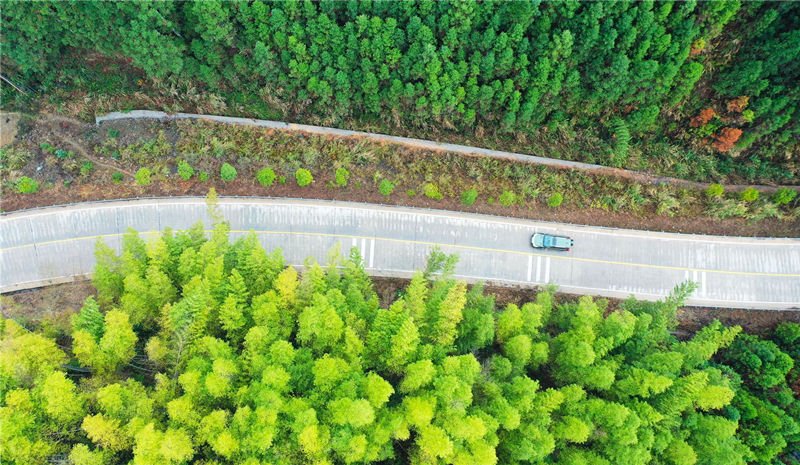 国道234线永州市新田县大瑶山层林尽染，公路沿途景美如画。刘贵雄摄
