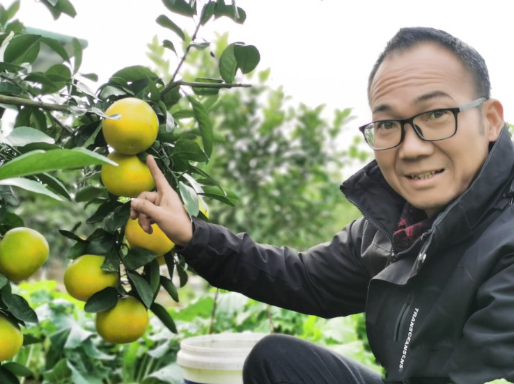 黄兴镇葡萄柚基地硕果累累。易旭摄