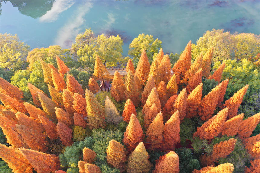 绿水环绕的道县西洲公园层林尽染、五彩斑斓，冬景如画。何红福摄