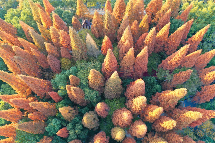 绿水环绕的道县西洲公园层林尽染、五彩斑斓，冬景如画。何红福摄