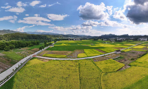 窑市村千亩生态稻田航拍图。受访单位供图