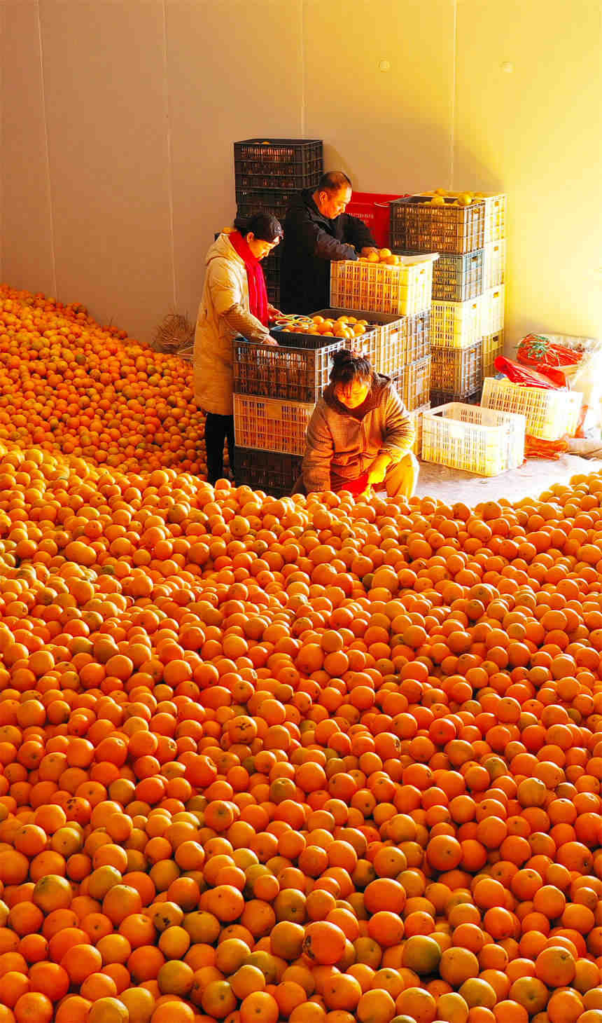 湖南新田：脐橙丰收销售忙。陈祉凝摄