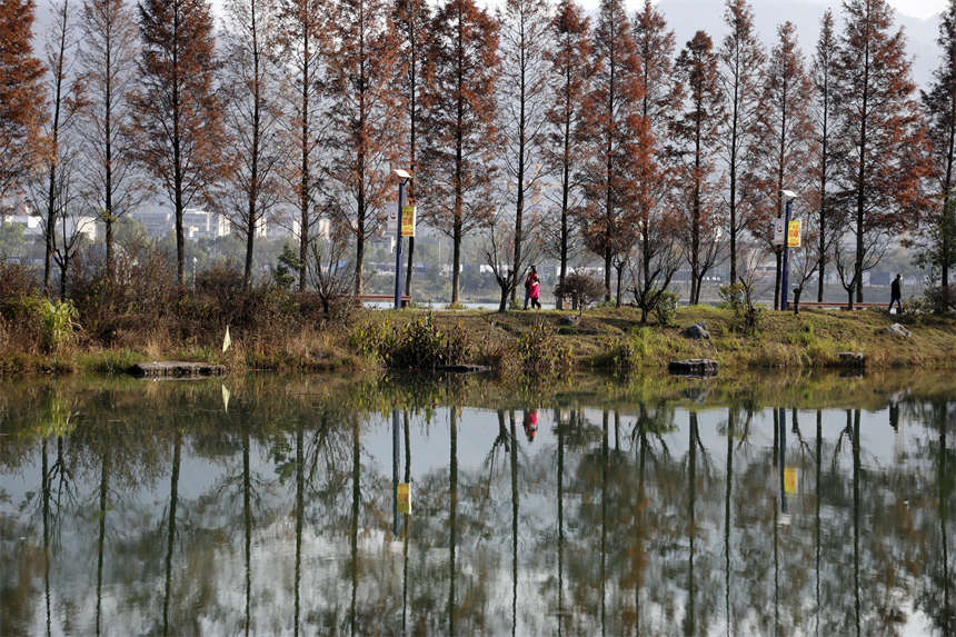 在湖南省资兴市东江湾城市公园，游客在水杉树下游玩。李科摄