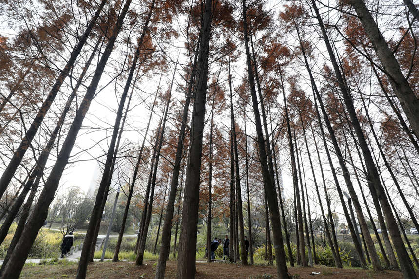 在湖南省资兴市东江湾城市公园，游客在水杉树下游玩。李科摄