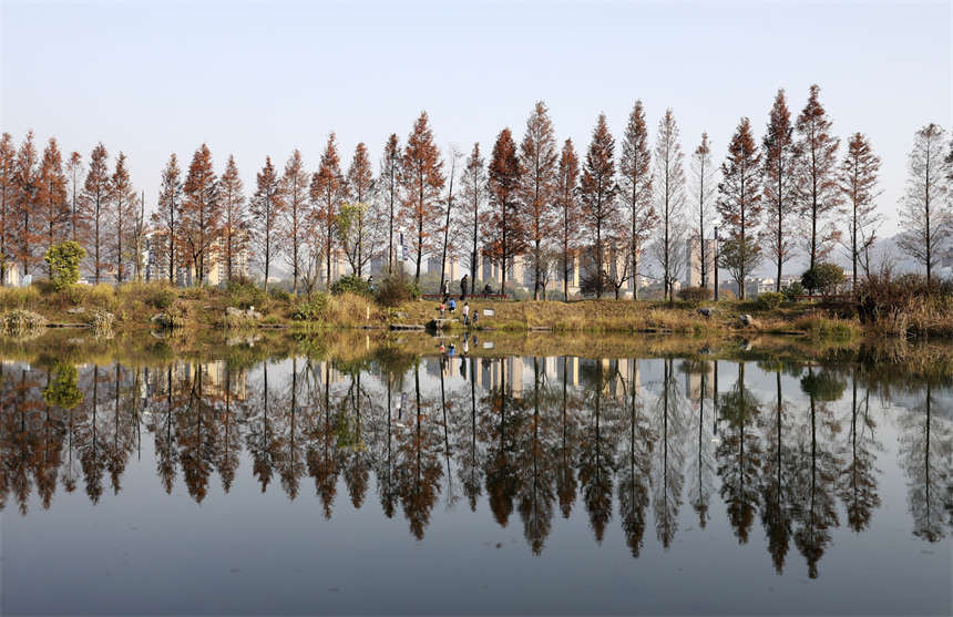 在湖南省資興市東江灣城市公園拍攝的水杉樹美景。李科攝
