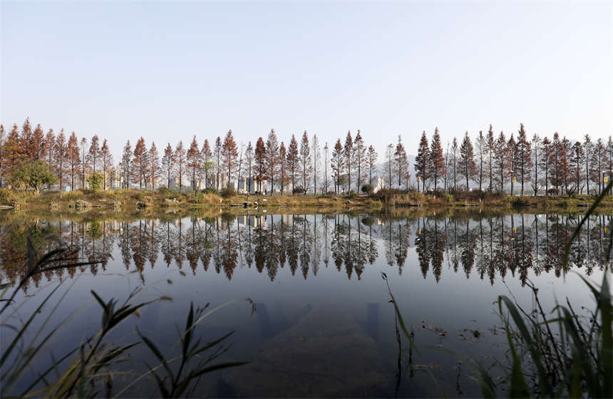 在湖南省资兴市东江湾城市公园拍摄的水杉树美景。李科摄