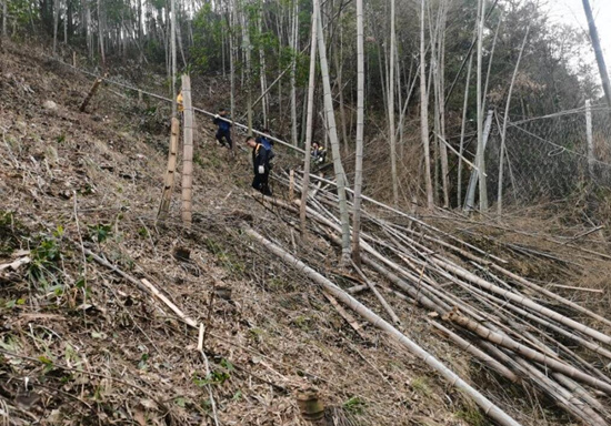 作業人員正在砍伐和清理危樹、危石。鄧俊攝