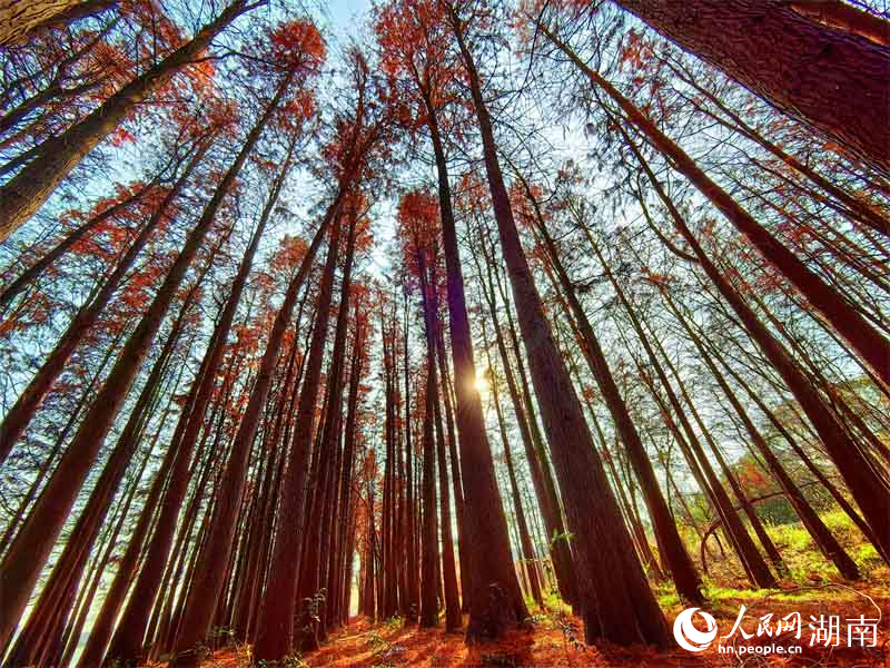 水杉红遍，层林尽染。人民网记者 李芳森摄