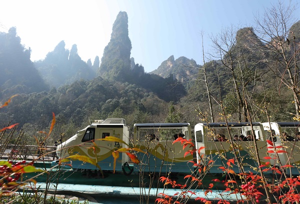 1月30日，游人乘十裡畫廊觀光電車在湖南張家界國家森林公園游玩。（吳勇兵攝）