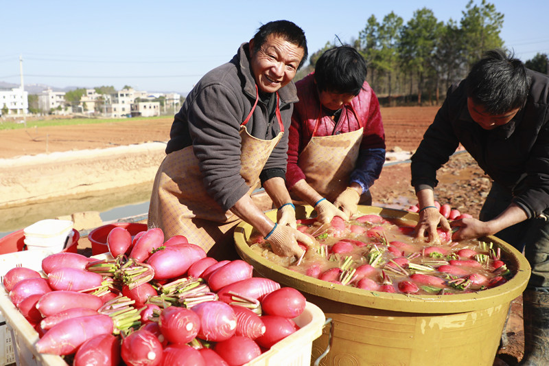 新田縣枧頭鎮彭梓城村200余畝紅皮蘿卜喜獲豐收，村民在清洗紅皮蘿卜。鐘偉鋒攝