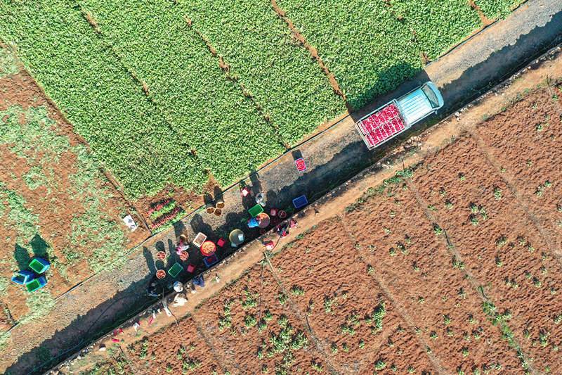 新田縣枧頭鎮彭梓城村200余畝紅皮蘿卜喜獲豐收，村民在清洗紅皮蘿卜准備外運。鐘偉鋒攝
