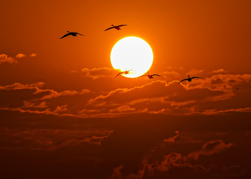 日落下的天鵝在東古湖嬉戲。宋政軍攝