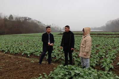 刘刚要与农技专家在田间地头查看农作物生长情况（单位供图）