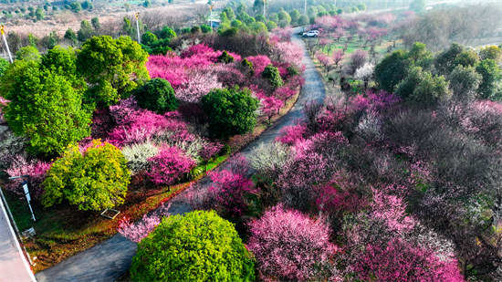 二月踏春出游日，正是梅花盛开时。龙宇摄