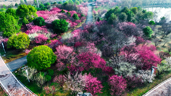 二月踏春出游日，正是梅花盛开时。龙宇摄