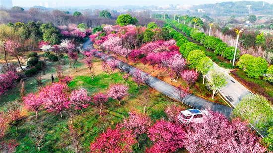 二月踏春出游日，正是梅花盛开时。龙宇摄