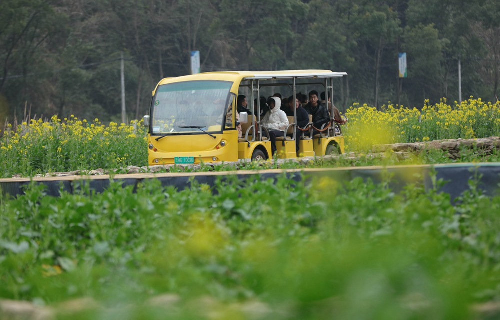 图二：2月17日，游人在张家界市武陵源区黄龙洞景区的油菜花间游玩。吴勇兵摄