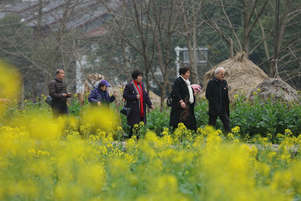 图六：2月17日，游人在张家界市武陵源区黄龙洞景区的油菜花间游玩。吴勇兵摄