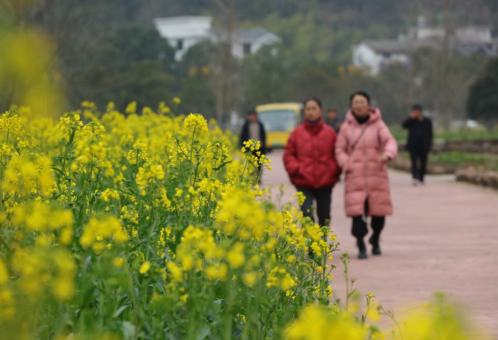 图五：2月17日，游人在张家界市武陵源区黄龙洞景区的油菜花间游玩。吴勇兵摄