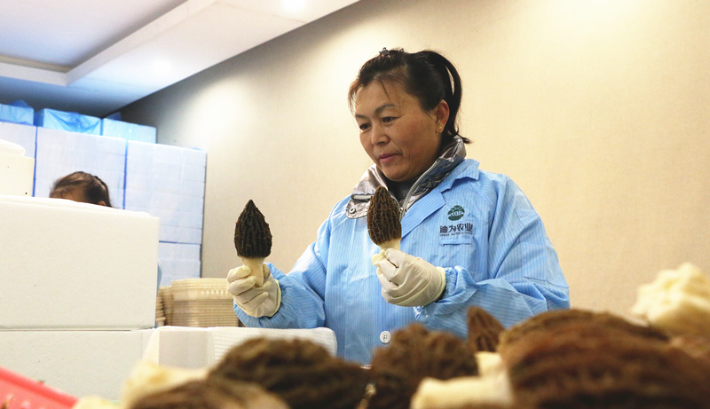 工作人员正在分拣打包羊肚菌。人民网记者 刘宾摄